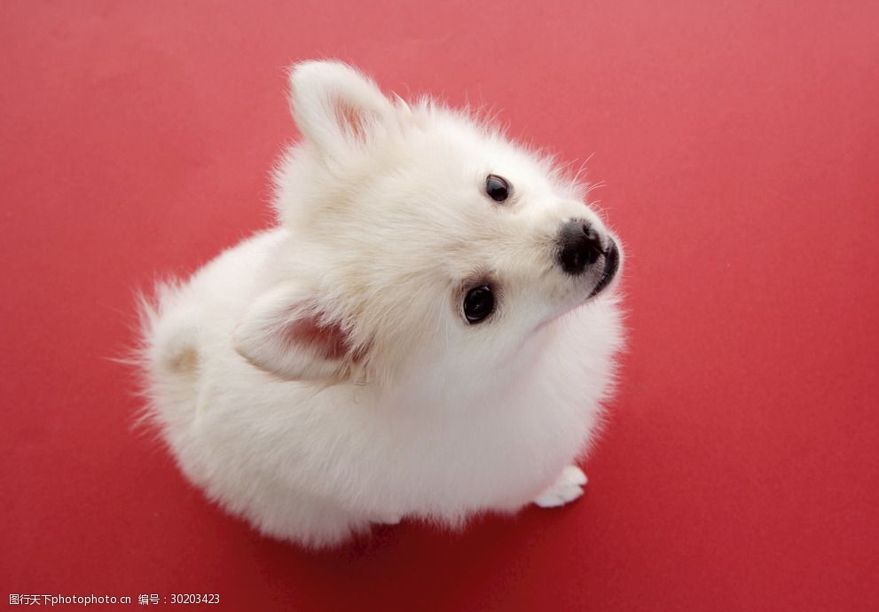 猫崽不会走路,揭秘背后的原因